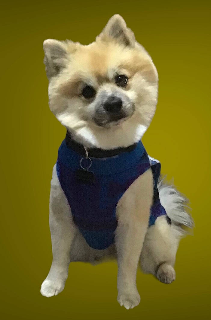 Pacer joined the competition — help win amazing prizes! canidae, carnivore, chihuahua, companion_dog, dog, dog_breed, dog_clothes, dog_supply, electric_blue, fawn, fur, pet_supply, puppy, snout, sporting_group, tail, tie, toy_dog, whiskers, working_animal