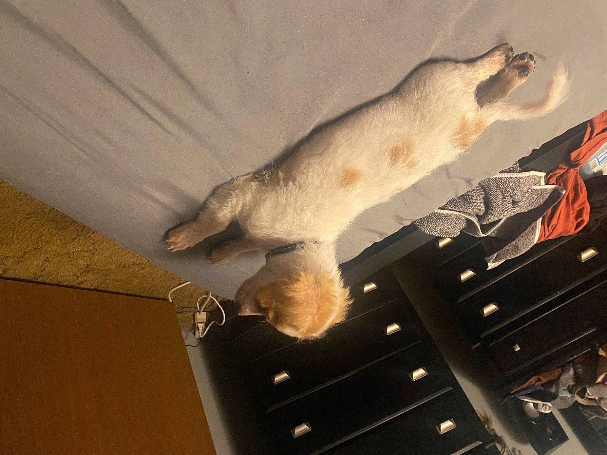 Snoopy joined the competition — help win amazing prizes! art, canidae, carnivore, cat, ceiling, dog_breed, fawn, felidae, fur, paw, room, shadow, sky, small_to_medium_sized_cats, snout, sporting_group, tail, tints_and_shades, whiskers, wood