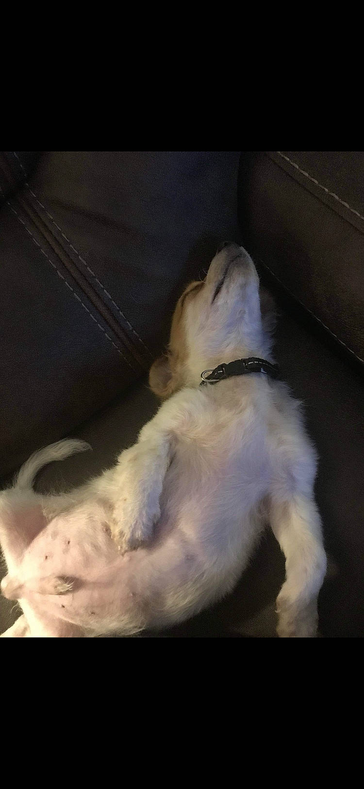 Snoopy is registered to the contest to win money with this photo: canidae, carnivore, comfort, companion_dog, dog, dog_breed, ear, fawn, felidae, foot, fur, non_sporting_group, paw, small_to_medium_sized_cats, snout, sporting_group, tail, toy_dog, whiskers, working_animal