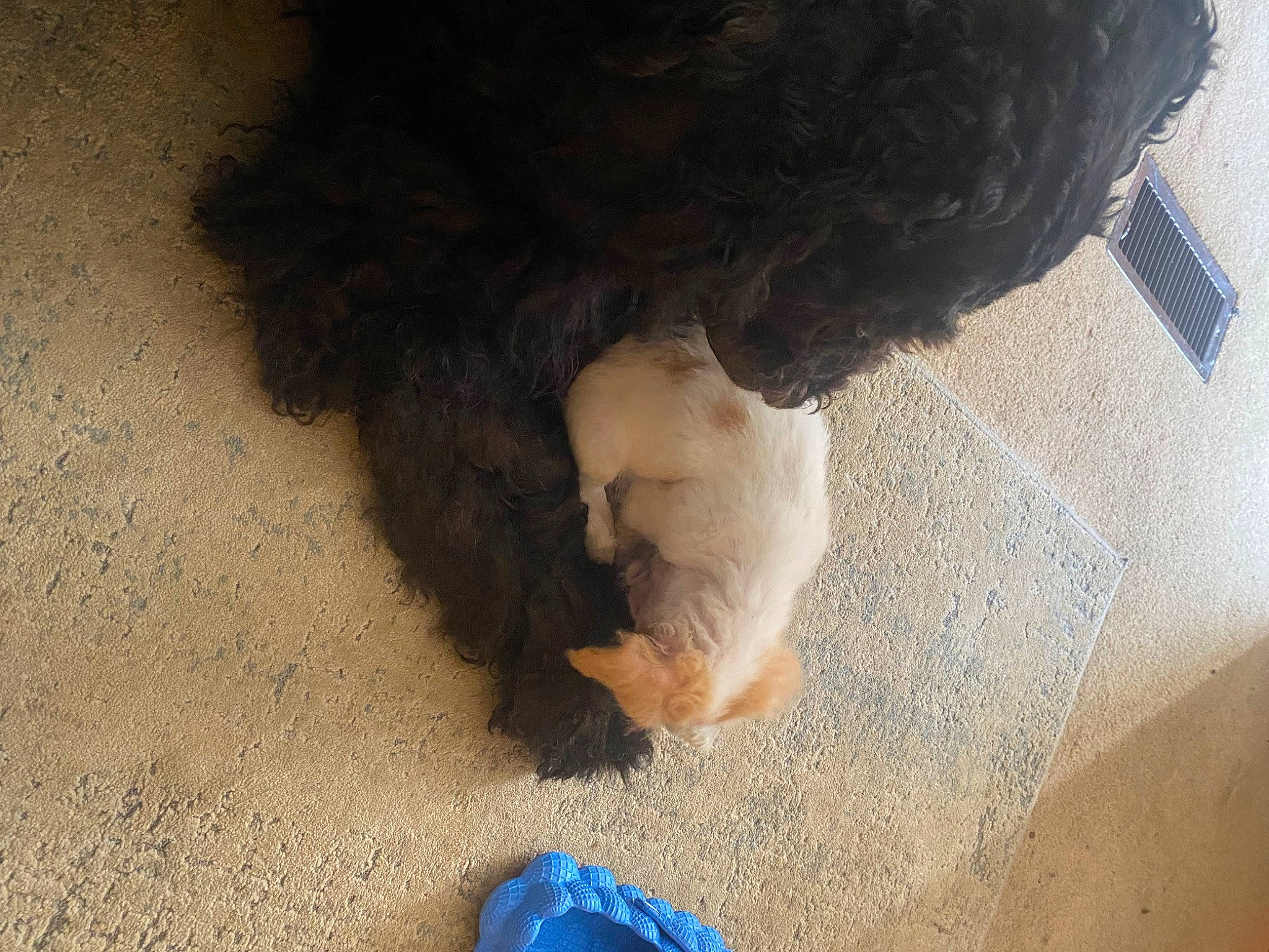 Molly joined the competition — help win amazing prizes! canidae, carnivore, companion_dog, dog_breed, electric_blue, felidae, flooring, foot, fur, human_leg, paw, shadow, slipper, small_to_medium_sized_cats, snout, soil, sporting_group, tail, terrestrial_animal, wood