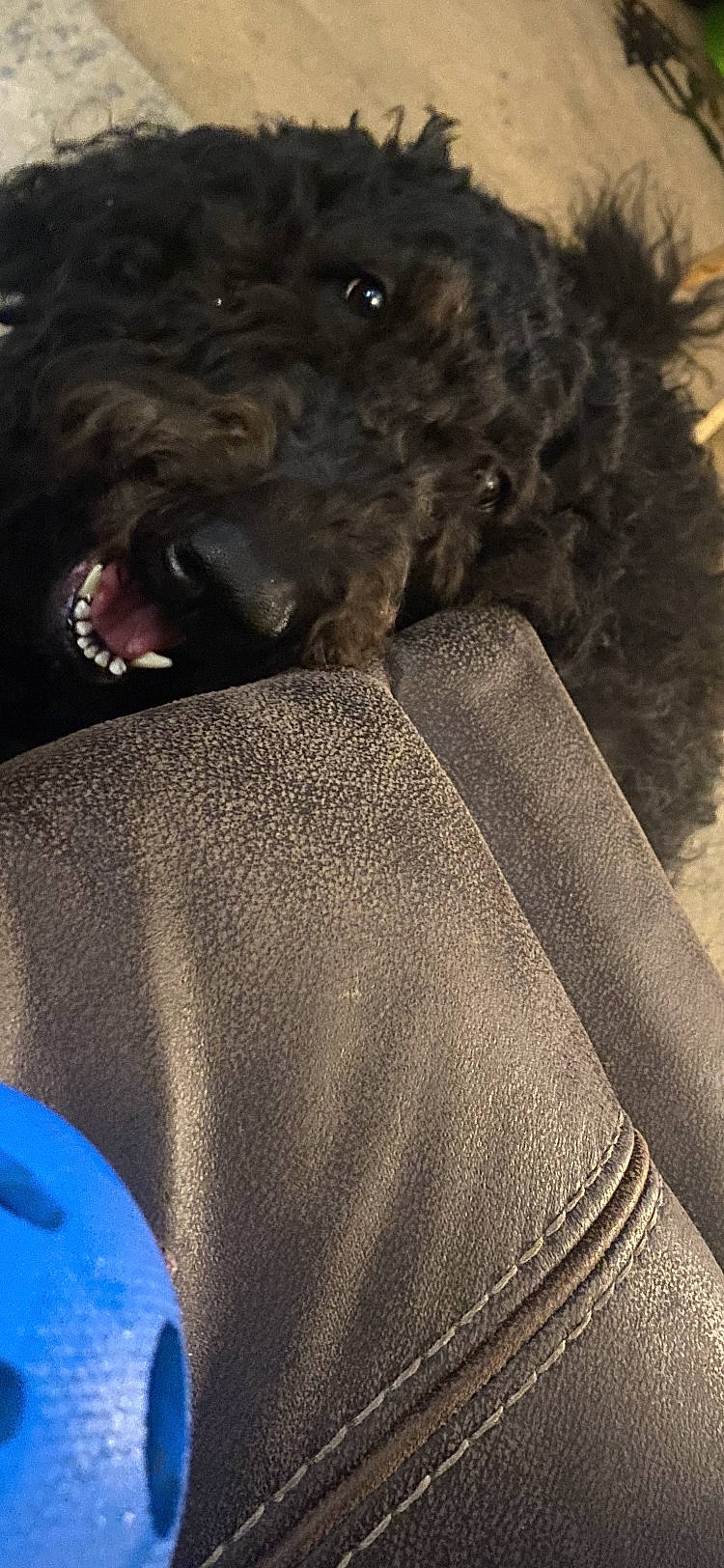 Molly joined the competition — help win amazing prizes! carnivore, companion_dog, denim, dog, dog_breed, electric_blue, fur, linens, non_sporting_group, poodle, sleeve, snout, standard_poodle, terrier, toy_dog, water_dog