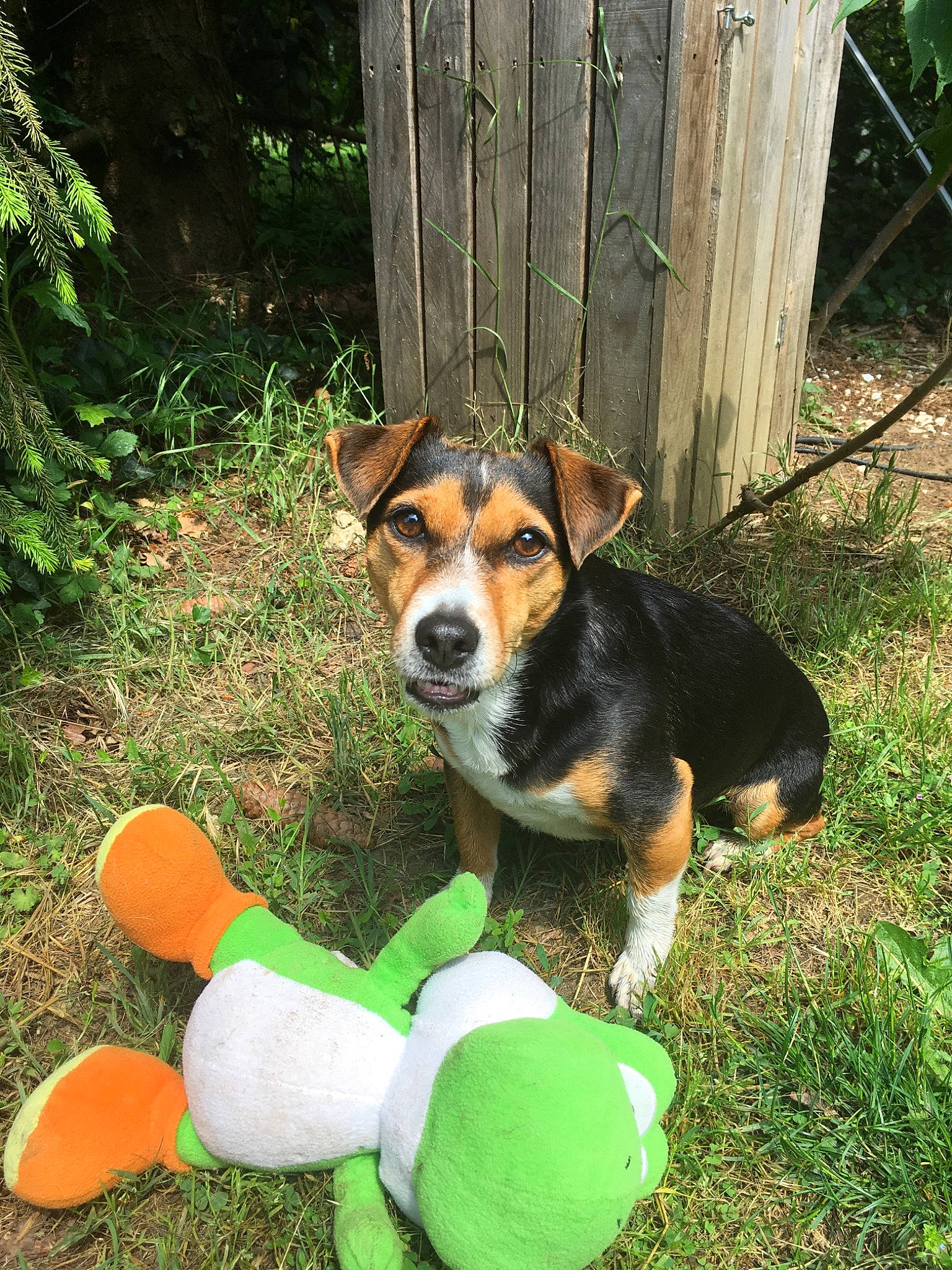 Klum a rejoint le concours — aidez-le/la à gagner de superbes lots ! beagle, canidae, carnivore, danish_swedish_farmdog, dog, dog_breed, entlebucher_mountain_dog, finnish_hound, hunting_dog, mammal, miniature_fox_terrier, puppy, rare_breed_dog, serbian_tricolour_hound, vertebrate