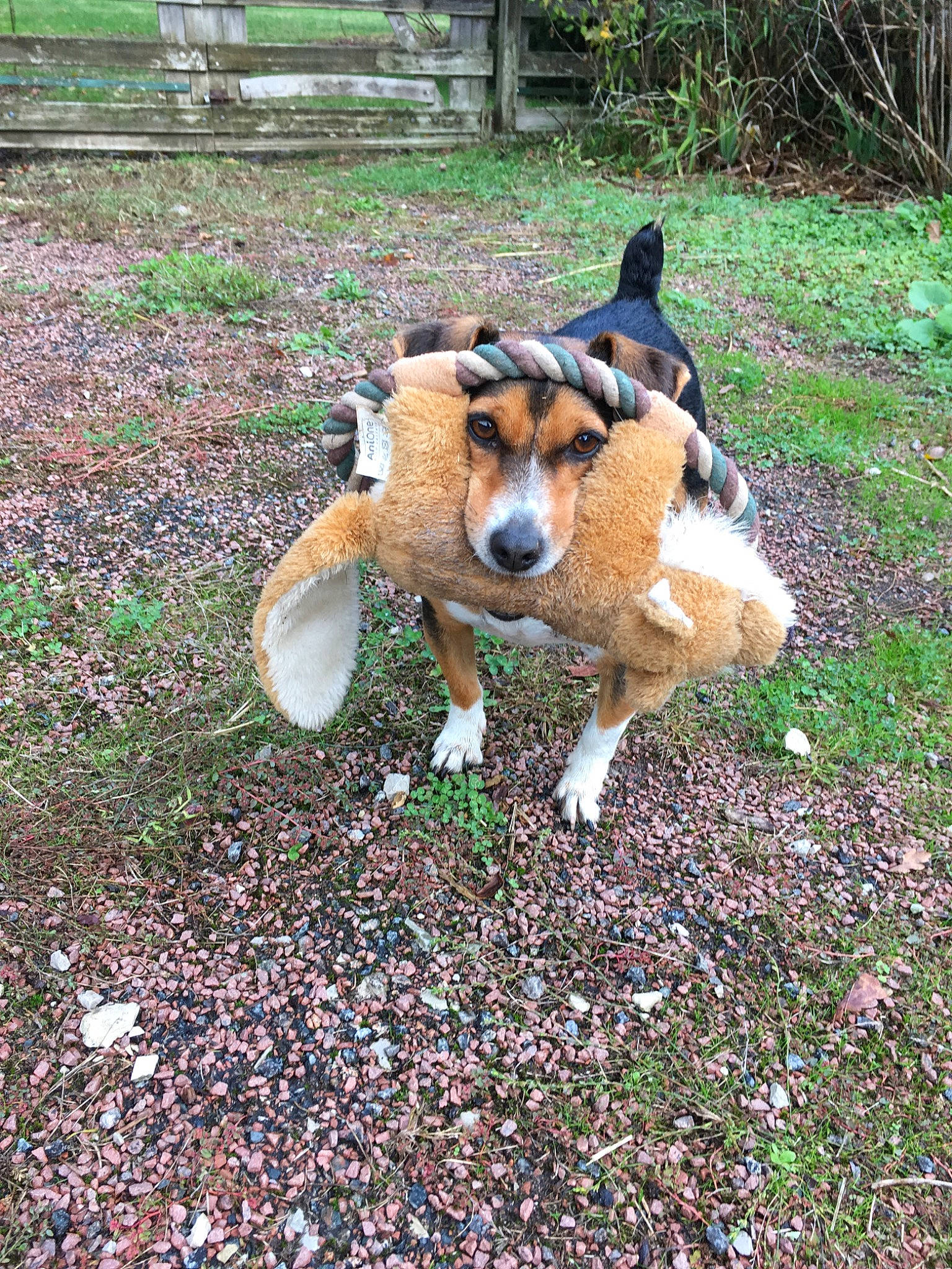 Klum participe au concours pour gagner de l'argent avec cette photo : canidae, carnivore, dog, dog_breed, fawn, mammal, snout