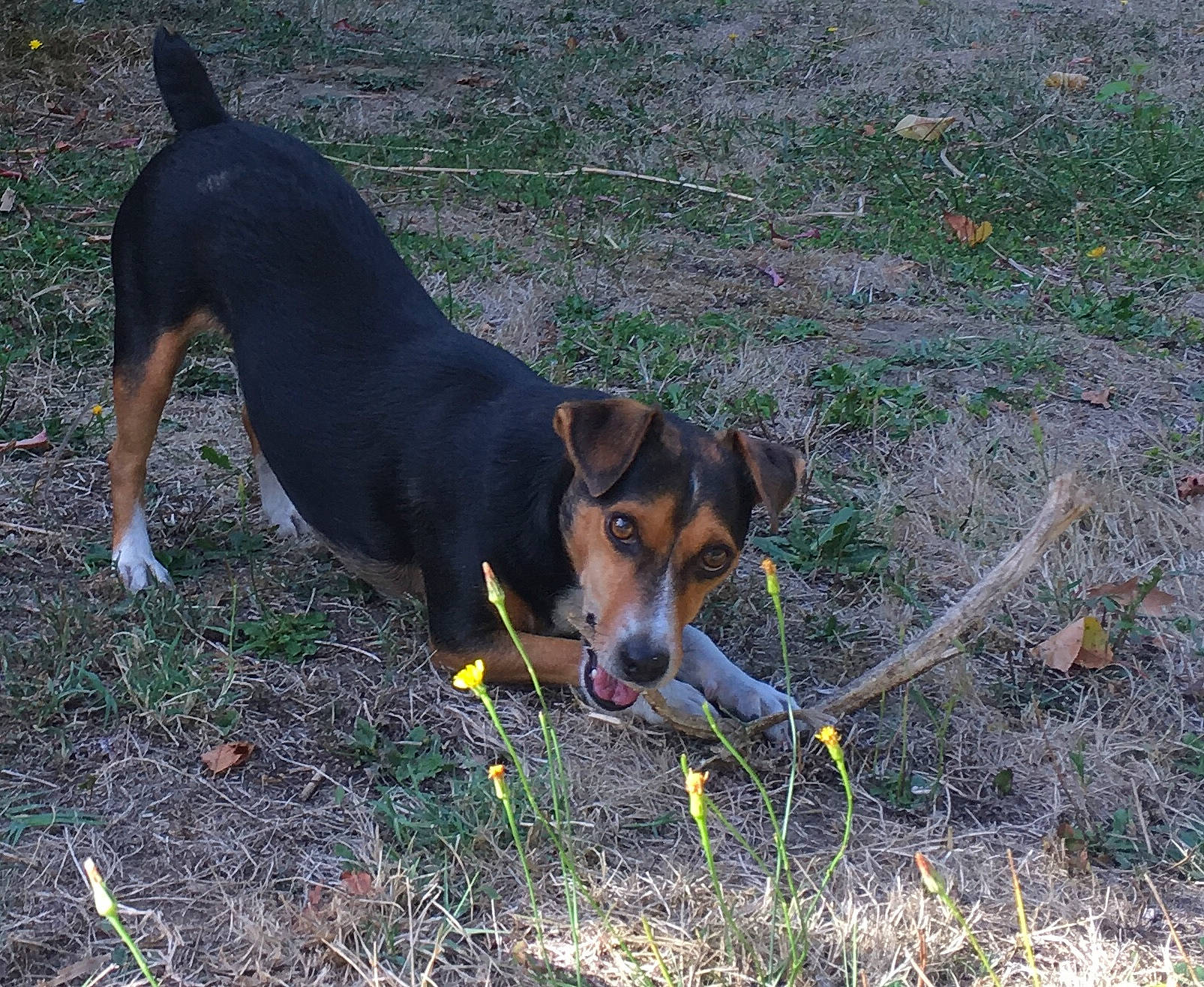 Klum participe au concours pour gagner de l'argent avec cette photo : appenzeller_sennenhund, black_and_tan_terrier, brazilian_terrier, canidae, carnivore, dog, dog_breed, entlebucher_mountain_dog, huntaway, hunting_dog, mammal, serbian_hound, serbian_tricolour_hound, transylvanian_hound, vertebrate