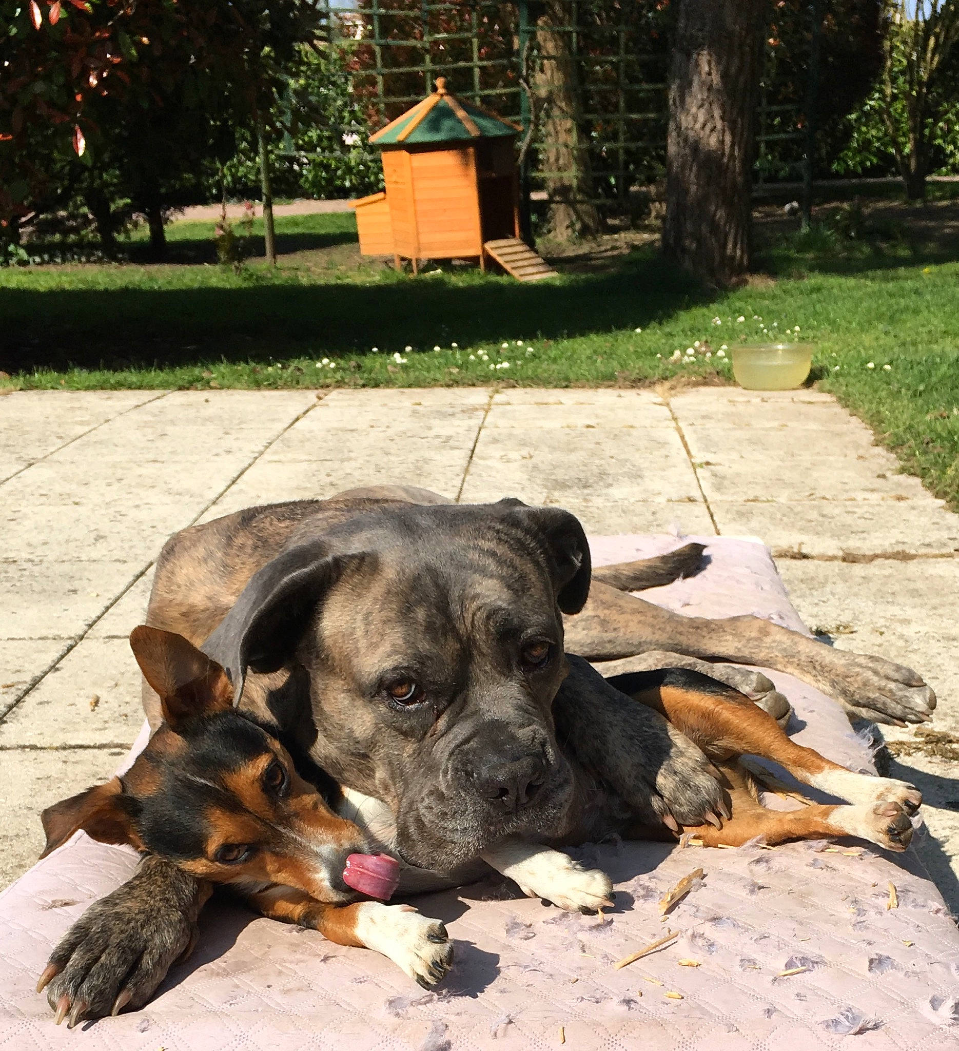 Klum a rejoint le concours — aidez-le/la à gagner de superbes lots ! alano_espanol, alaunt, boxer, canidae, carnivore, cimarron_uruguayo, companion_dog, dog, dog_breed, fawn, fila_brasileiro, grass, mammal, non_sporting_group, perro_de_presa_canario, perro_de_presa_mallorquin, snout, vertebrate