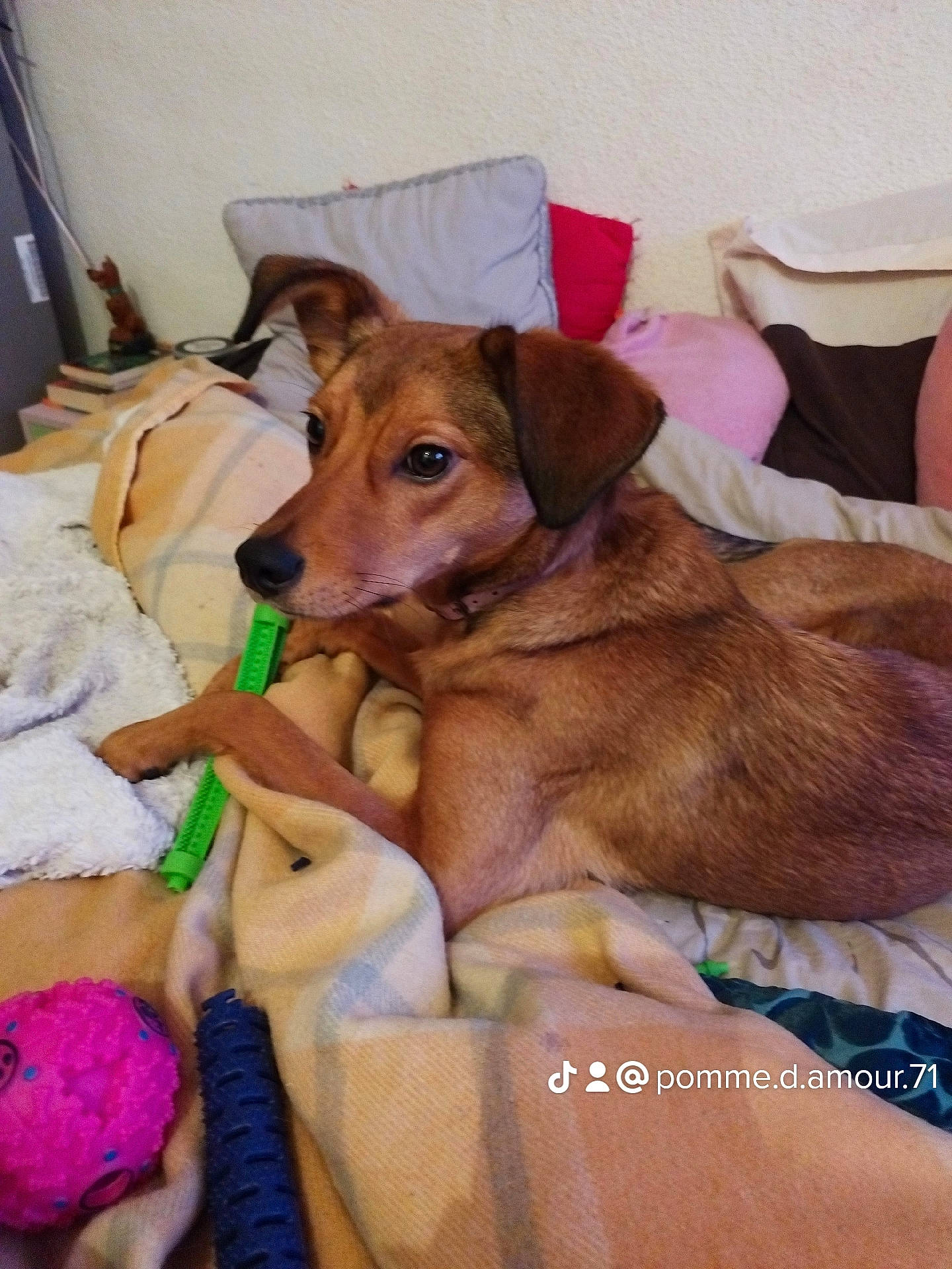 Laya a rejoint le concours — aidez-le/la à gagner de superbes lots ! canidae, carnivore, collar, comfort, companion_dog, dog, dog_breed, dog_supply, ear, fawn, fur, linens, liver, paw, pet_supply, puppy, snout, sporting_group, whiskers, working_animal