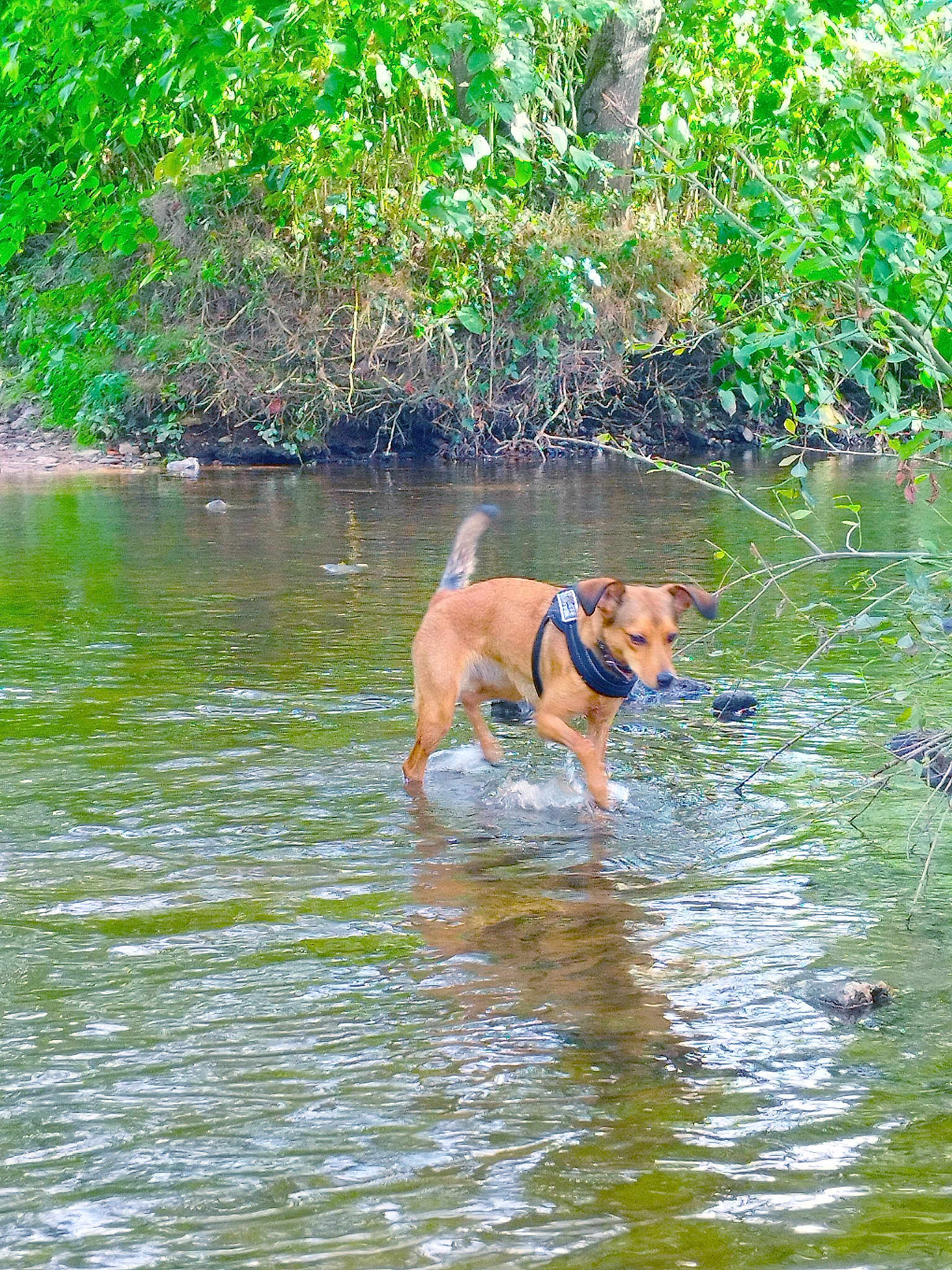 Laya