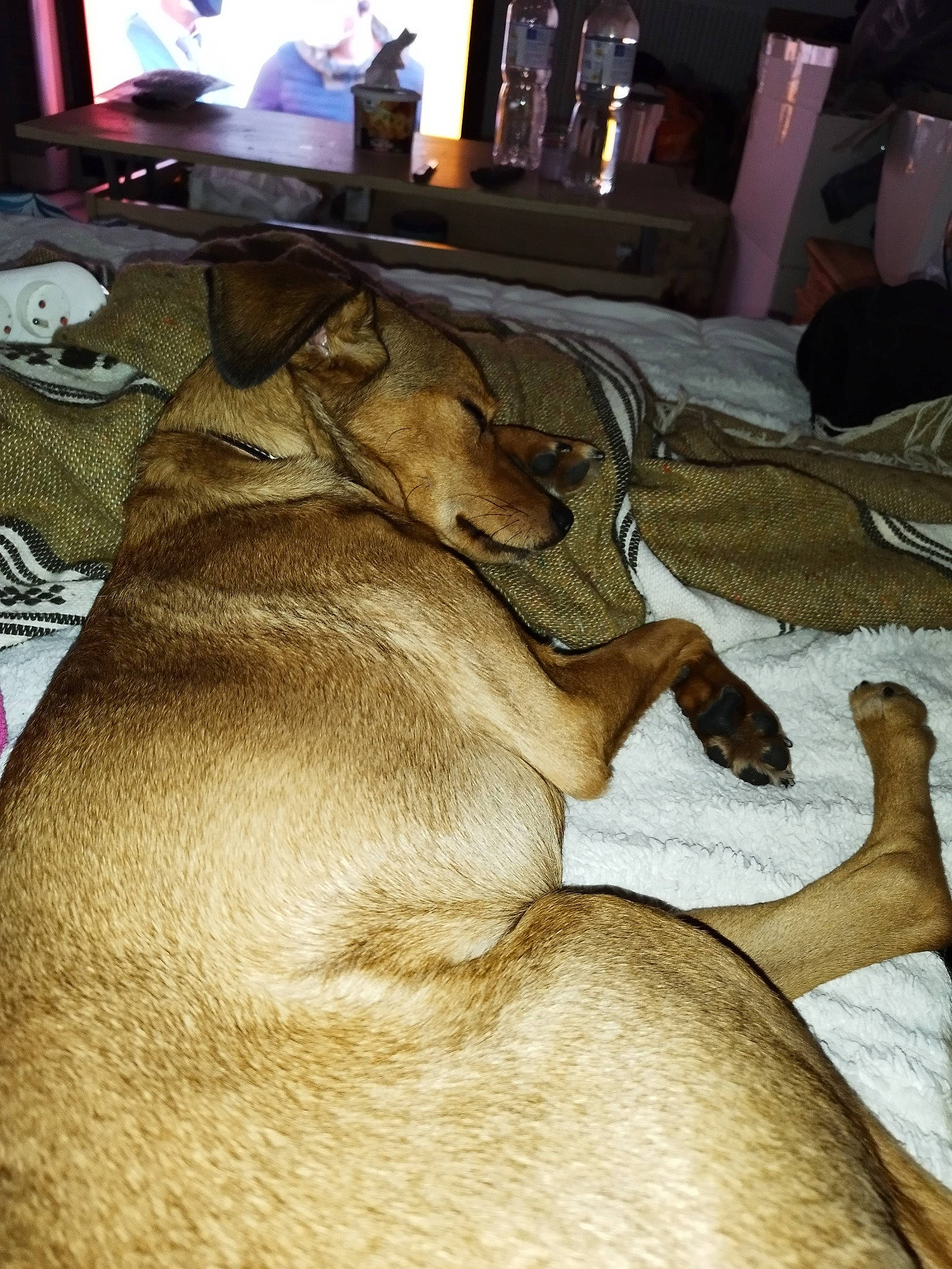 Laya a rejoint le concours — aidez-le/la à gagner de superbes lots ! art, canidae, carnivore, chair, comfort, companion_dog, dog, dog_breed, fawn, flooring, fur, guard_dog, paw, pet_supply, room, snout, sporting_group, table, wood, working_animal