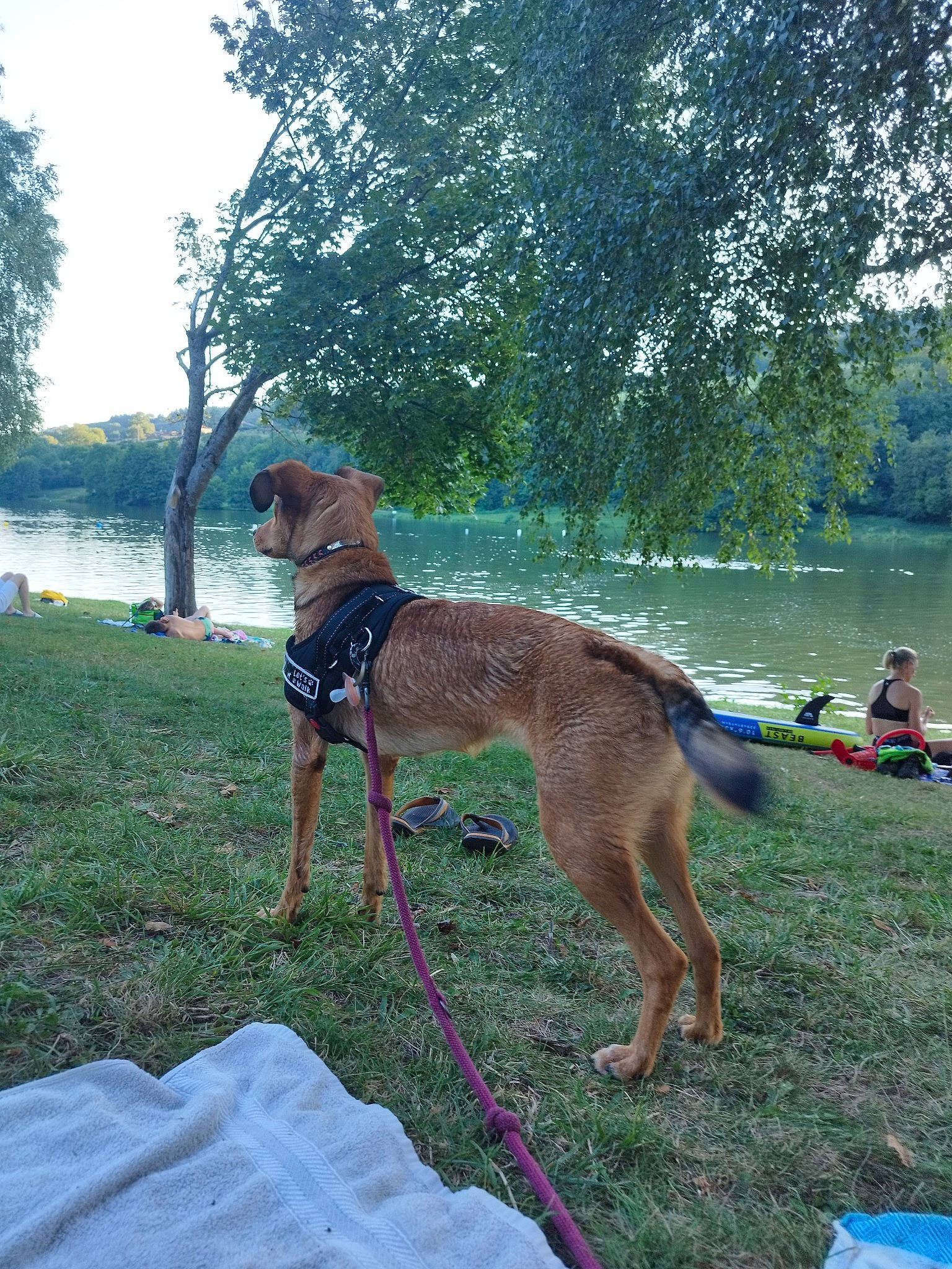 Laya a rejoint le concours — aidez-le/la à gagner de superbes lots ! carnivore, collar, companion_dog, dog, dog_breed, dog_collar, fawn, garden_hose, grass, lake, leash, leisure, old_german_shepherd_dog, plant, recreation, sky, sporting_group, tail, tree, water