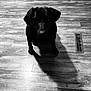 dog, black_dog, wooden_floor, flooring, indoor, pet, animal, shadow, looking_up, canine, companion, household, monochrome, black_and_white, ears, snout, legs, quiet, waiting, kitchen