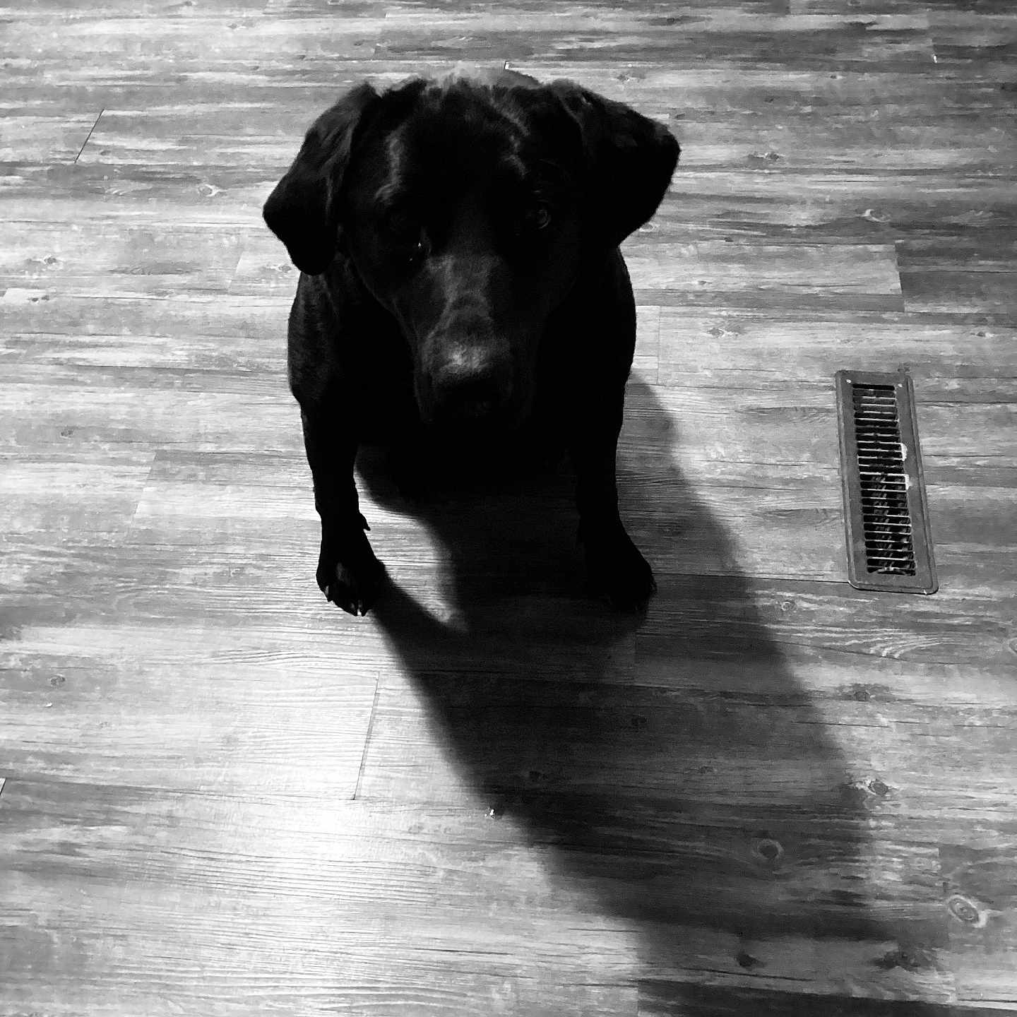Moose joined the competition — help win amazing prizes! animal, black_and_white, black_dog, canine, companion, dog, ears, flooring, household, indoor, kitchen, legs, looking_up, monochrome, pet, quiet, shadow, snout, waiting, wooden_floor