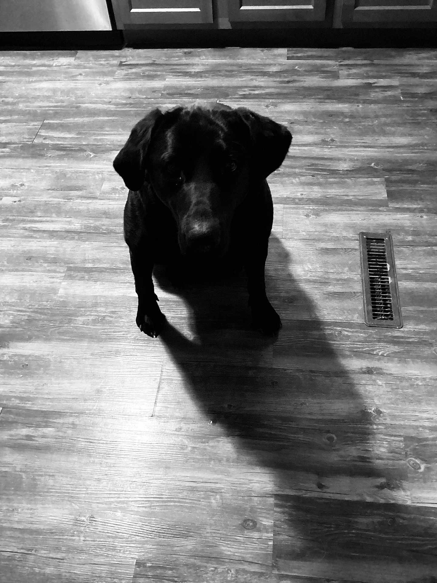 Moose