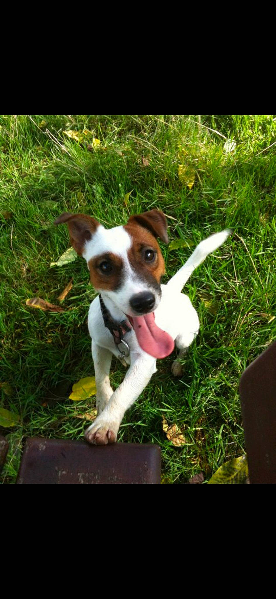 Liloo participe au concours pour gagner de l'argent avec cette photo : canidae, carnivore, chilean_fox_terrier, companion_dog, dog, dog_breed, fawn, grass, hound, hunting_dog, irishjacks, non_sporting_group, plant, puppy, snout, sporting_group, tail, terrestrial_plant, terrier, working_animal