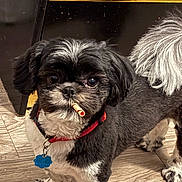 Princess joined the competition — help win amazing prizes! dog, small_dog, black_and_white, pet, collar, indoor, wooden_floor, curious, cute, fluffy_tail, animal, companion, domestic_animal, standing, toy, close_up, adorable, furry, face, paw