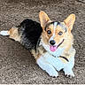 alert, animal, canine, collar, corgi, cute, dog, ears, friendly, fur, ground, happy, lying_down, mammal, nature, outdoor, pet, playful, smiling, tongue_out