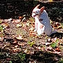 alone, animal, autumn, brown_spots, canine, cute, daylight, dog, ears, grass, ground, leaves, nature, outdoor, pet, shadow, sitting, small_dog, sunlight, white_dog