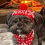dog, pet, animal, winter_clothing, hat, scarf, fireplace, firewood, warmth, indoor, cozy, marble_floor, black_dog, portrait, cute, festive, pom_pom, knitwear, holiday, companion