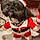 Bucky
