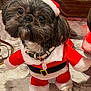 Bucky is registered to the contest to win money with this photo: dog, santa_claus_outfit, costume, holiday, festive, marble_floor, black_nose, fur, pet, cute, small_dog, indoors, collar, christmas, red, white_fur_trim, animal, portrait, looking_up, adorable