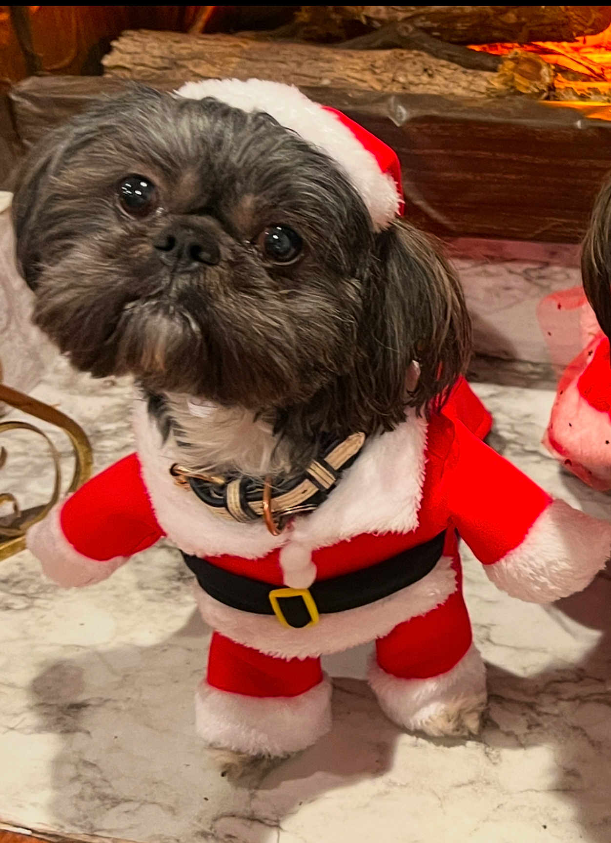 Bucky is registered to the contest to win money with this photo: dog, santa_claus_outfit, costume, holiday, festive, marble_floor, black_nose, fur, pet, cute, small_dog, indoors, collar, christmas, red, white_fur_trim, animal, portrait, looking_up, adorable