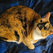 Gypsy joined the competition — help win amazing prizes! cat, tabby, pet, animal, feline, fur, curled_up, resting, blanket, blue, cozy, indoor, cute, whiskers, ears, looking_up, striped, comfortable, domestic, relaxed