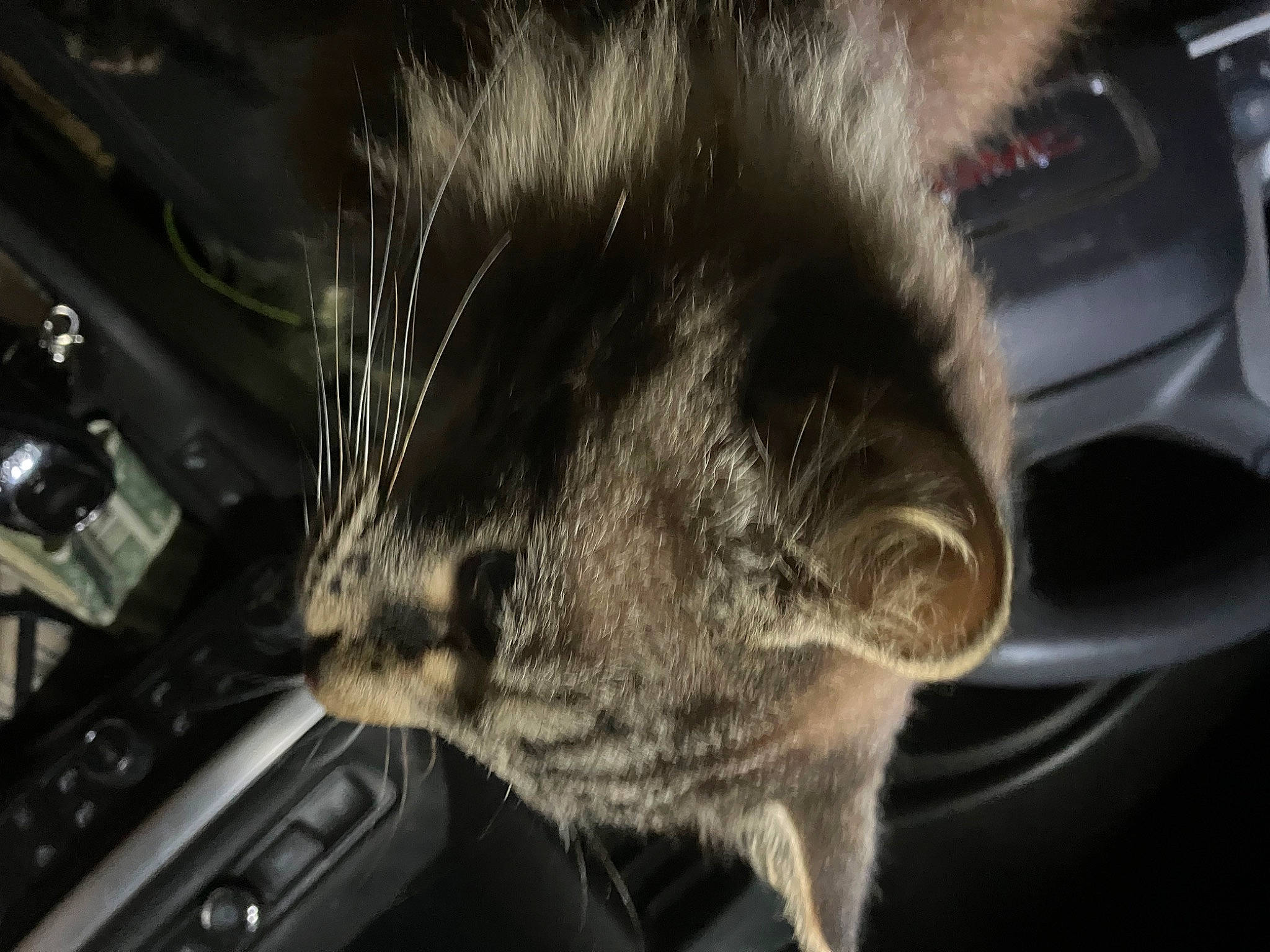 Leo is registered to the contest to win money with this photo: audio_equipment, carnivore, cat, comfort, darkness, domestic_short_haired_cat, ear, felidae, fur, monochrome, monochrome_photography, night, paw, small_to_medium_sized_cats, snout, tail, whiskers