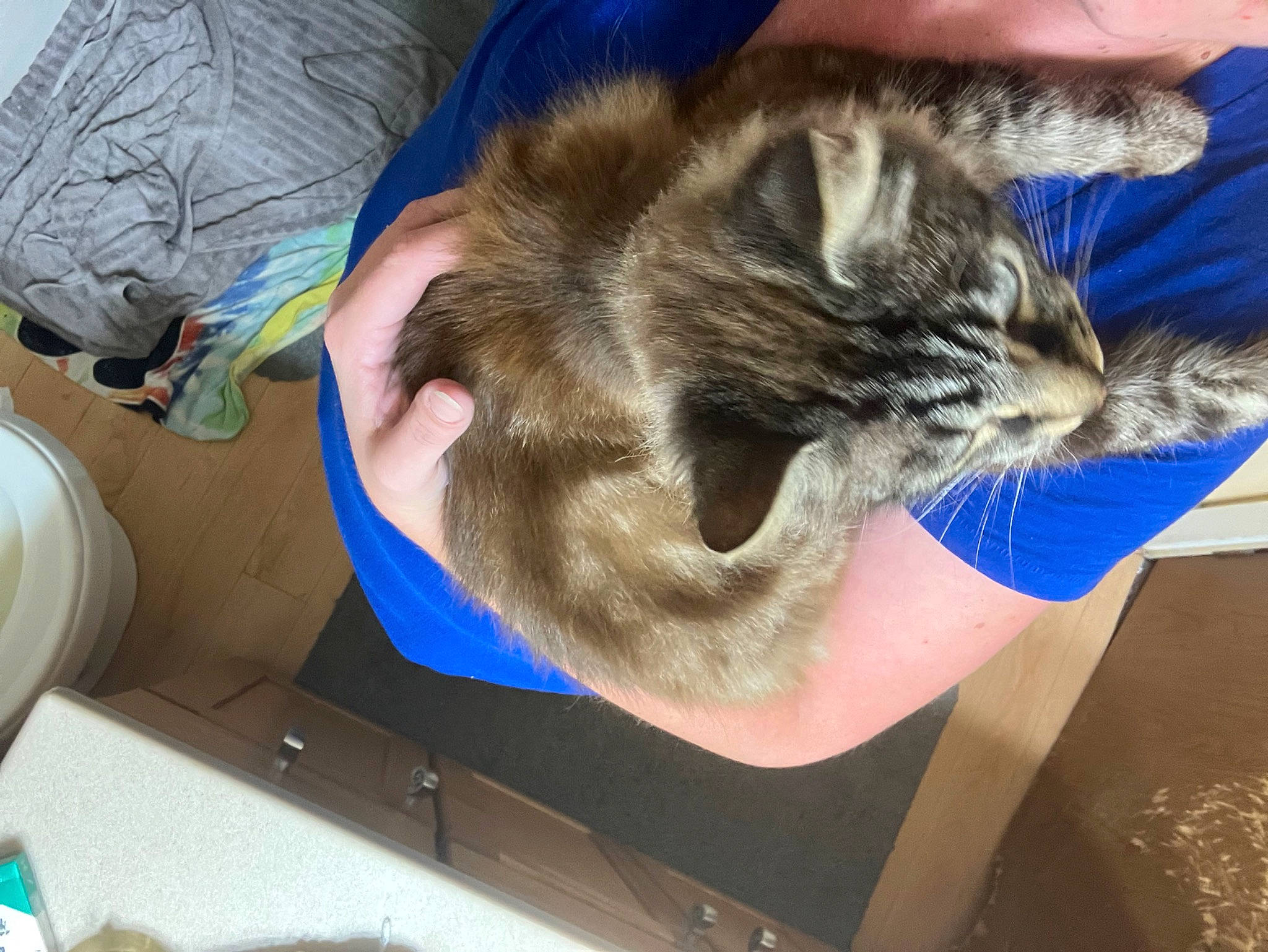 Leo joined the competition — help win amazing prizes! box, carnivore, cat, claw, comfort, domestic_short_haired_cat, ear, felidae, fur, gesture, human_leg, lap, nap, paw, small_to_medium_sized_cats, snout, tail, whiskers