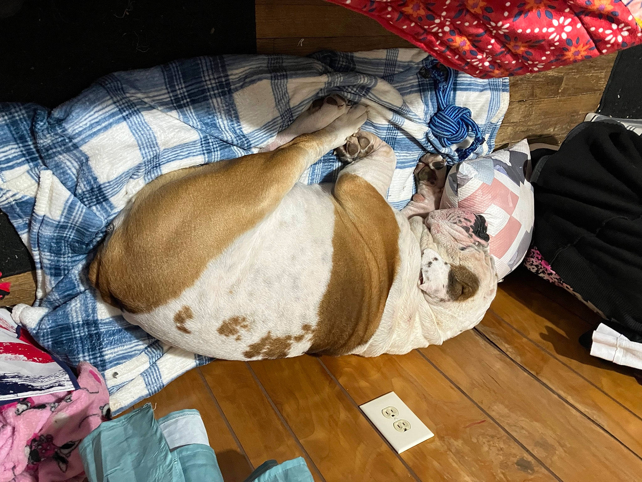 Dom joined the competition — help win amazing prizes! canidae, carmine, carnivore, comfort, companion_dog, dog, dog_breed, fashion_accessory, fawn, flooring, fur, hardwood, human_leg, linens, nap, pet_supply, small_to_medium_sized_cats, sporting_group, wood, working_animal