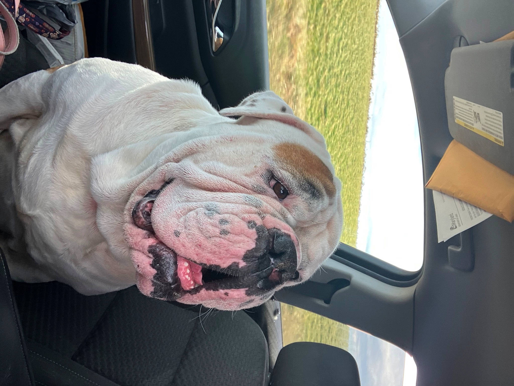 Dom joined the competition — help win amazing prizes! bulldog, canidae, car_seat, carnivore, comfort, companion_dog, dog, dog_breed, family_car, fawn, fur, guard_dog, molosser, neapolitan_mastiff, snout, vehicle_door, whiskers, white_english_bulldog, working_animal, wrinkle