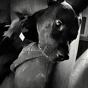 Remi joined the competition — help win amazing prizes! animal, black_and_white, canine, close_up, collar, companion, couch, dog, domestic, ears, face, fur, furniture, home, indoor, looking, pet, portrait, relaxed, resting