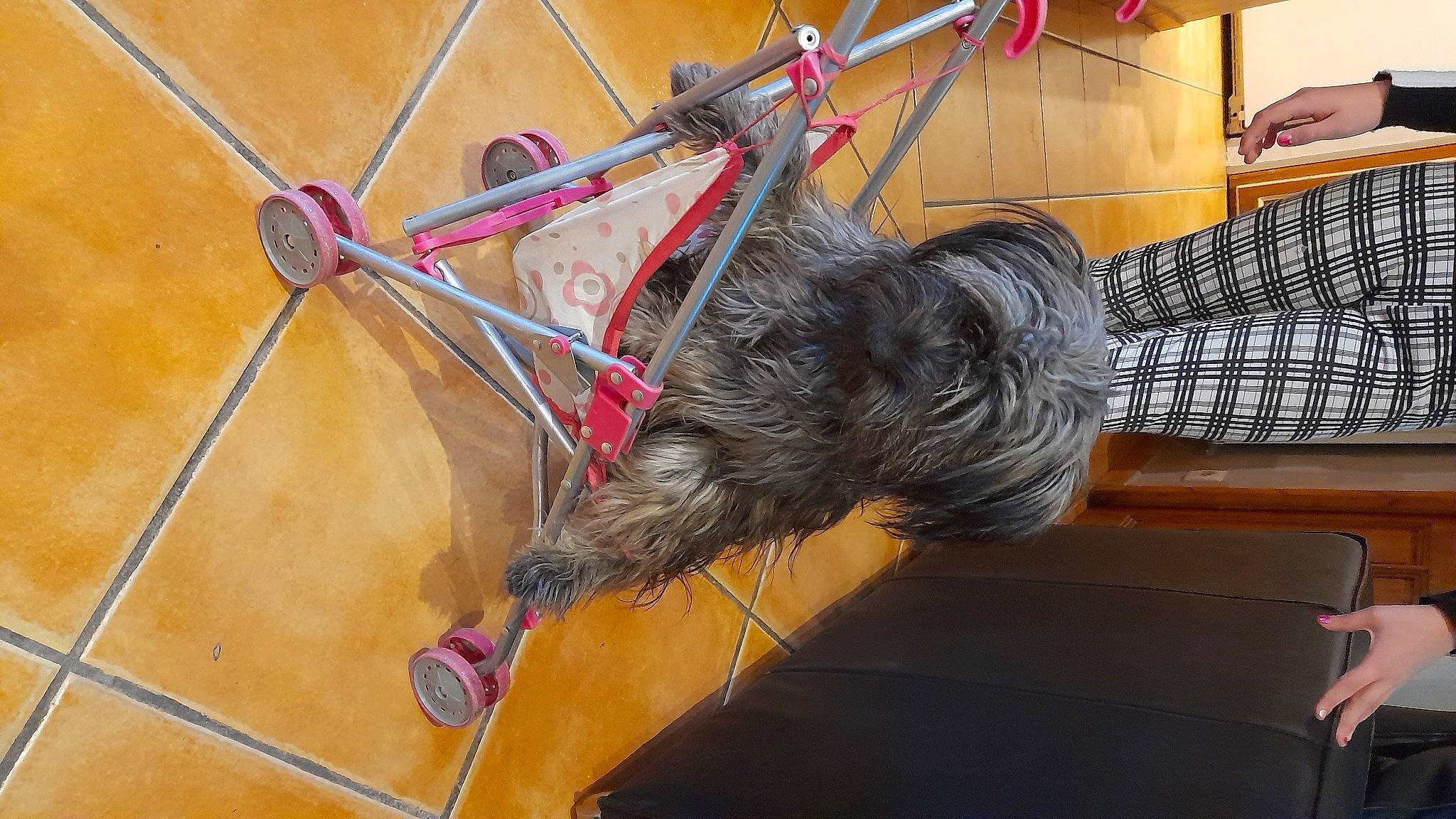 Salsa participe au concours pour gagner de l'argent avec cette photo : automotive_tire, bicycle_tire, canidae, carnivore, collar, companion_dog, dog, dog_breed, fashion_accessory, flooring, fur, hardwood, leash, metal, pet_supply, sporting_group, tail, toy_dog, wood, working_animal