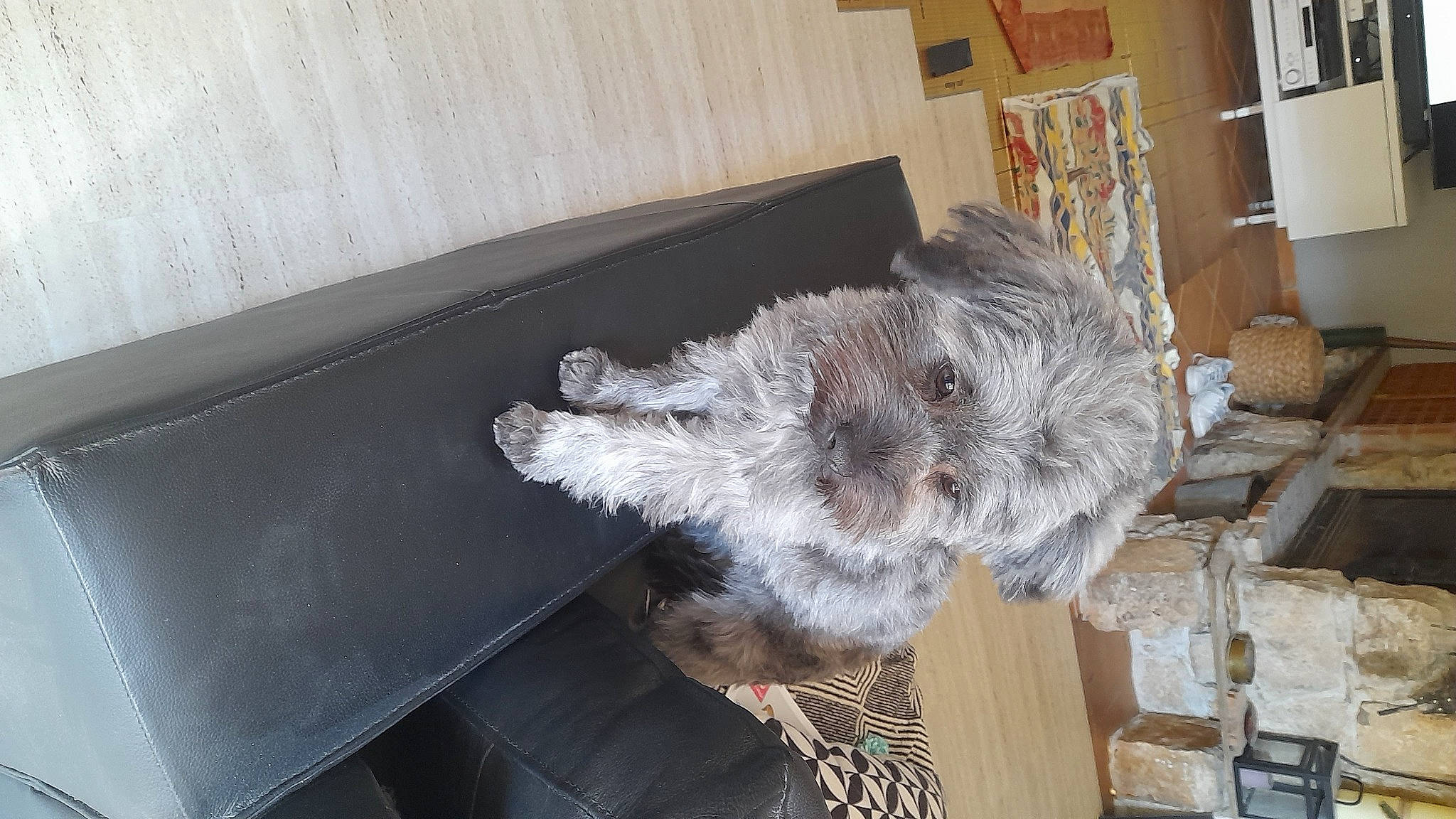 Salsa participe au concours pour gagner de l'argent avec cette photo : canidae, chair, companion_dog, dog_breed, flooring, fur, hardwood, picture_frame, plant, snout, sporting_group, tableware, tail, whiskers, window, wood, wool