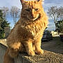 cat, orange_cat, fluffy, outdoor, concrete_wall, sunlight, trees, car, sky, nature, pet, feline, animal, fur, sitting, tail, whiskers, daytime, calm, serious_expression
