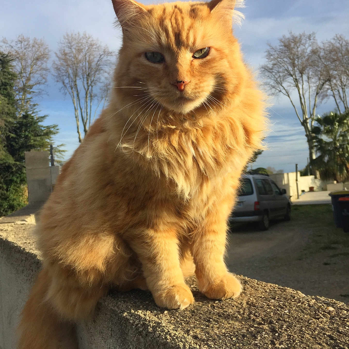 Garfield a rejoint le concours — aidez-le/la à gagner de superbes lots ! animal, calm, car, cat, concrete_wall, daytime, feline, fluffy, fur, nature, orange_cat, outdoor, pet, serious_expression, sitting, sky, sunlight, tail, trees, whiskers