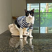 Jack is registered to the contest to win money with this photo: cat, striped_shirt, black_and_white_cat, reflection, granite_countertop, indoor, window, greenery, fence, curious, pet, animal, domestic_cat, clothing, standing, looking, fur, whiskers, ears, eyes