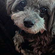 Rita joined the competition — help win amazing prizes! animal, close_up, companion, curly_fur, cute, dark_background, dog, domestic_animal, eyes, fluffy, gray, indoor, looking_at_camera, muzzle, nose, pet, portrait, soft_texture, toy, whiskers