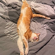 Ruby a rejoint le concours — aidez-le/la à gagner de superbes lots ! animal, bed, bedding, cat, cozy, cute, domestic_cat, feline, fur, ginger_cat, gray_bedspread, indoor, paws, pet, pink_nose, relaxed, resting, sleeping, whiskers, white_cat