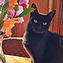 black_cat, cat, flower_vase, flowers, wooden_table, sunlight, indoor, pet, feline, plant, leaf, orange_flower, pink_flower, curious, animal, domestic_cat, sitting, table, decor, close_up