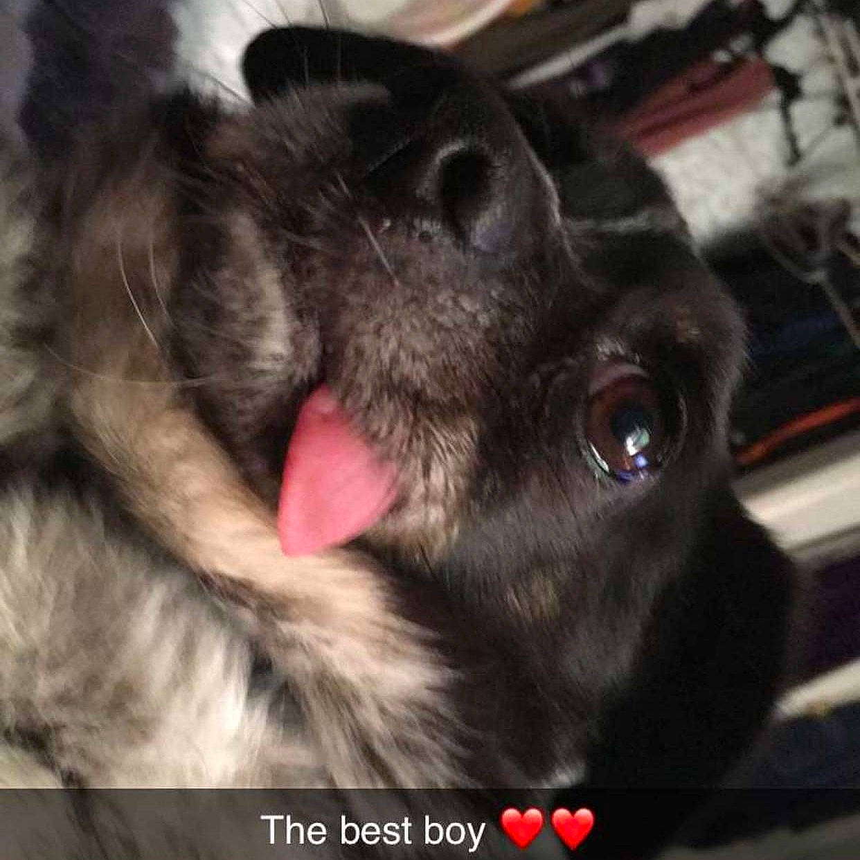 Smokey joined the competition — help win amazing prizes! canidae, carnivore, companion_dog, dog, dog_breed, ear, eye, fur, nose, photo_caption, puppy, snout, sporting_group