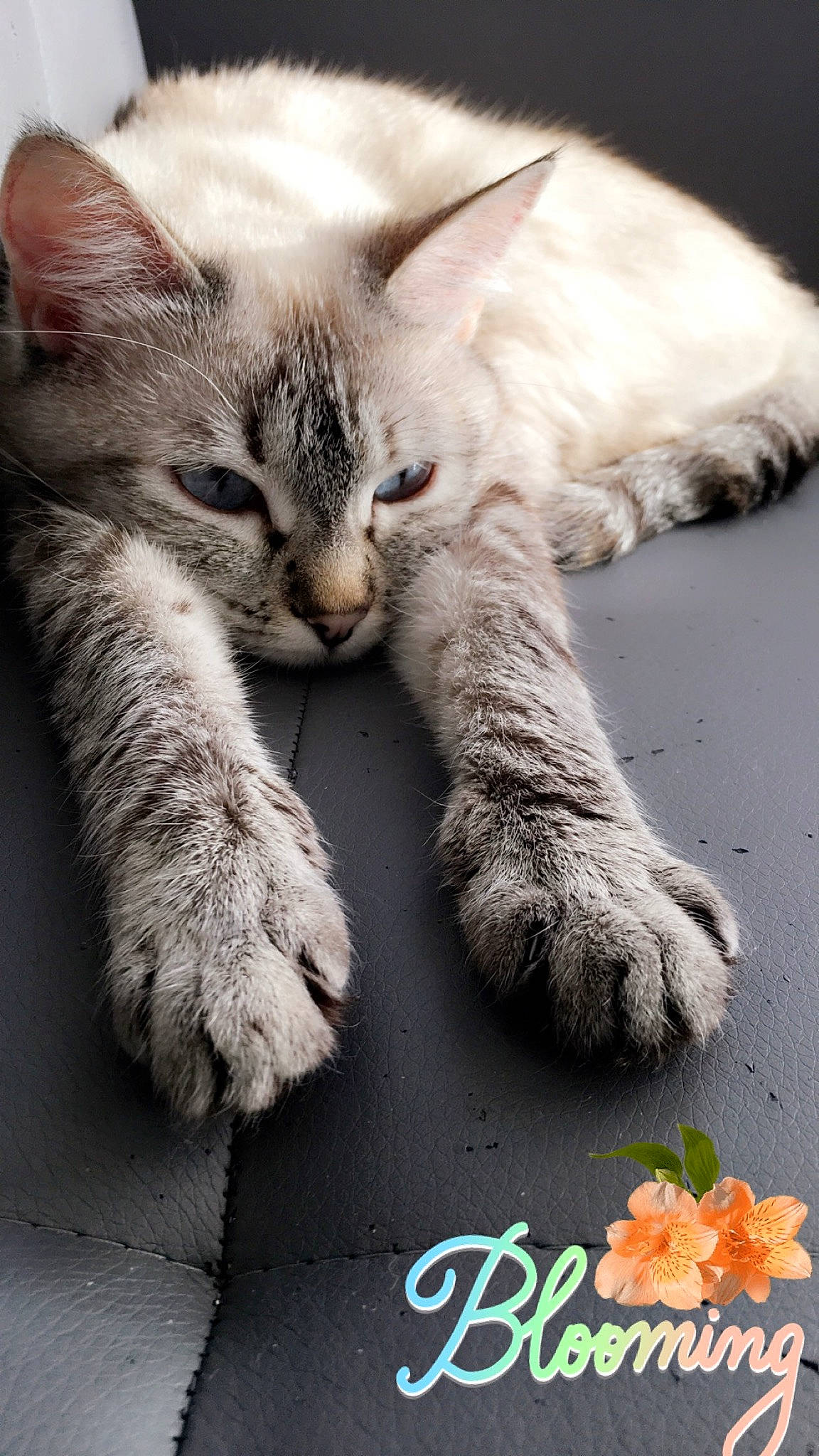 Choupetta participe au concours pour gagner de l'argent avec cette photo : carnivore, cat, claw, comfort, domestic_short_haired_cat, felidae, fruit, fur, grey, logo, nap, natural_foods, paw, photography, sleep, small_to_medium_sized_cats, tail, whiskers