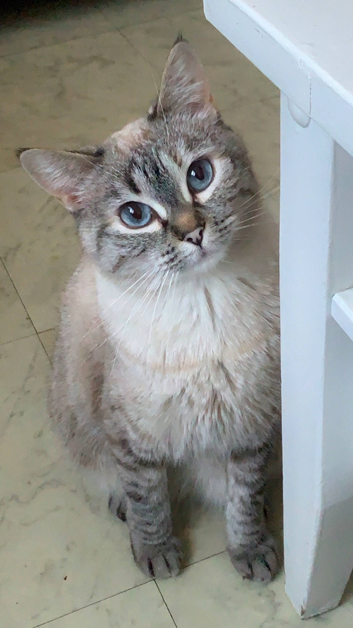 Choupetta a rejoint le concours — aidez-le/la à gagner de superbes lots ! carnivore, cat, domestic_short_haired_cat, felidae, fur, maine_coon, paw, small_to_medium_sized_cats, snout, tail, terrestrial_animal, whiskers