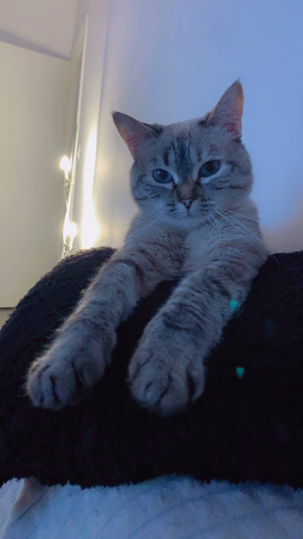 Choupetta a rejoint le concours — aidez-le/la à gagner de superbes lots ! carnivore, cat, claw, comfort, domestic_short_haired_cat, felidae, fur, grey, paw, sitting, small_to_medium_sized_cats, snout, tail, whiskers, window