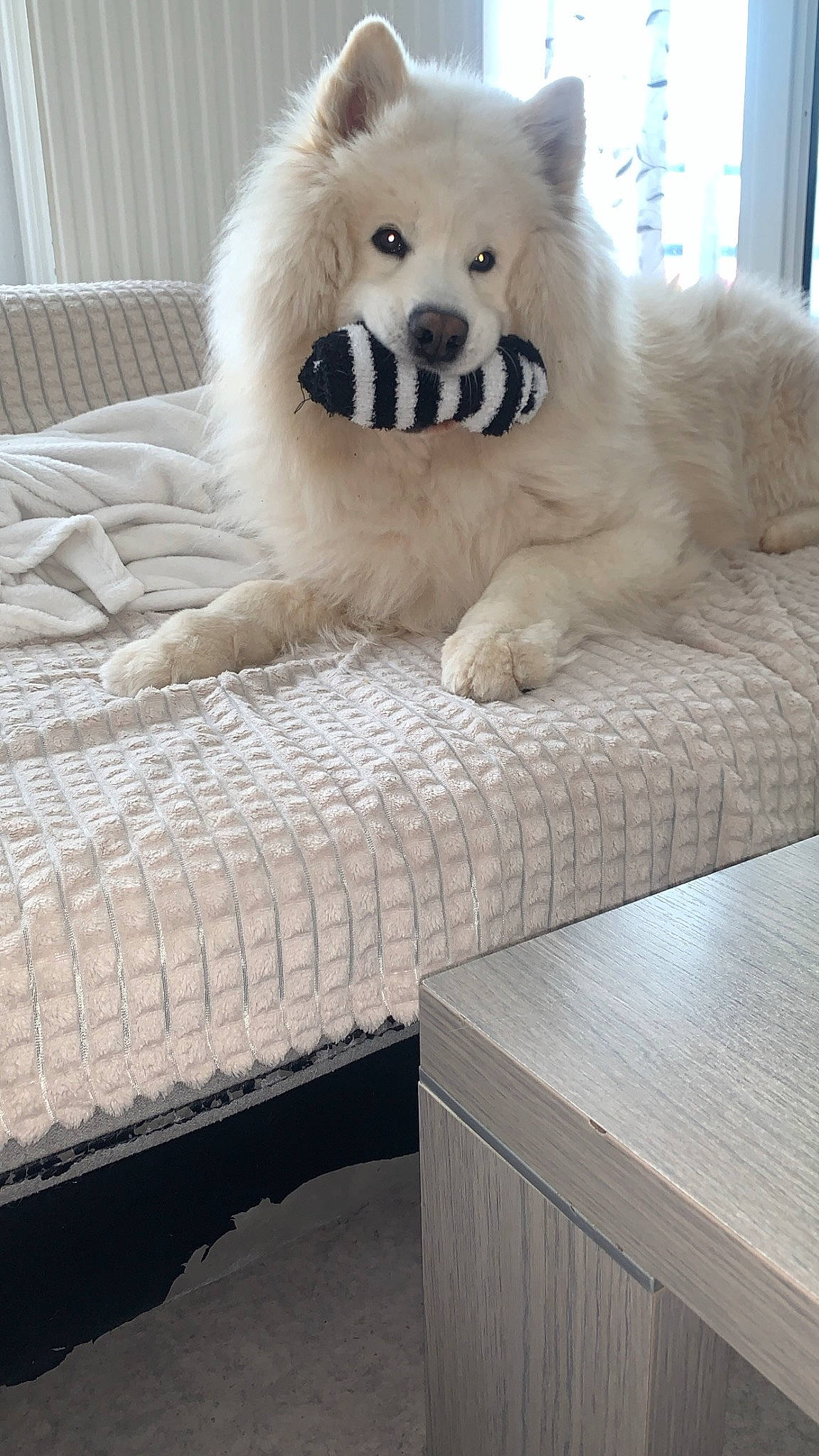 Simba a rejoint le concours — aidez-le/la à gagner de superbes lots ! bear, carnivore, comfort, companion_dog, dog, dog_breed, fawn, flooring, fur, grey, hardwood, rectangle, snout, spitz, table, terrestrial_animal, tree, whiskers, white, wood