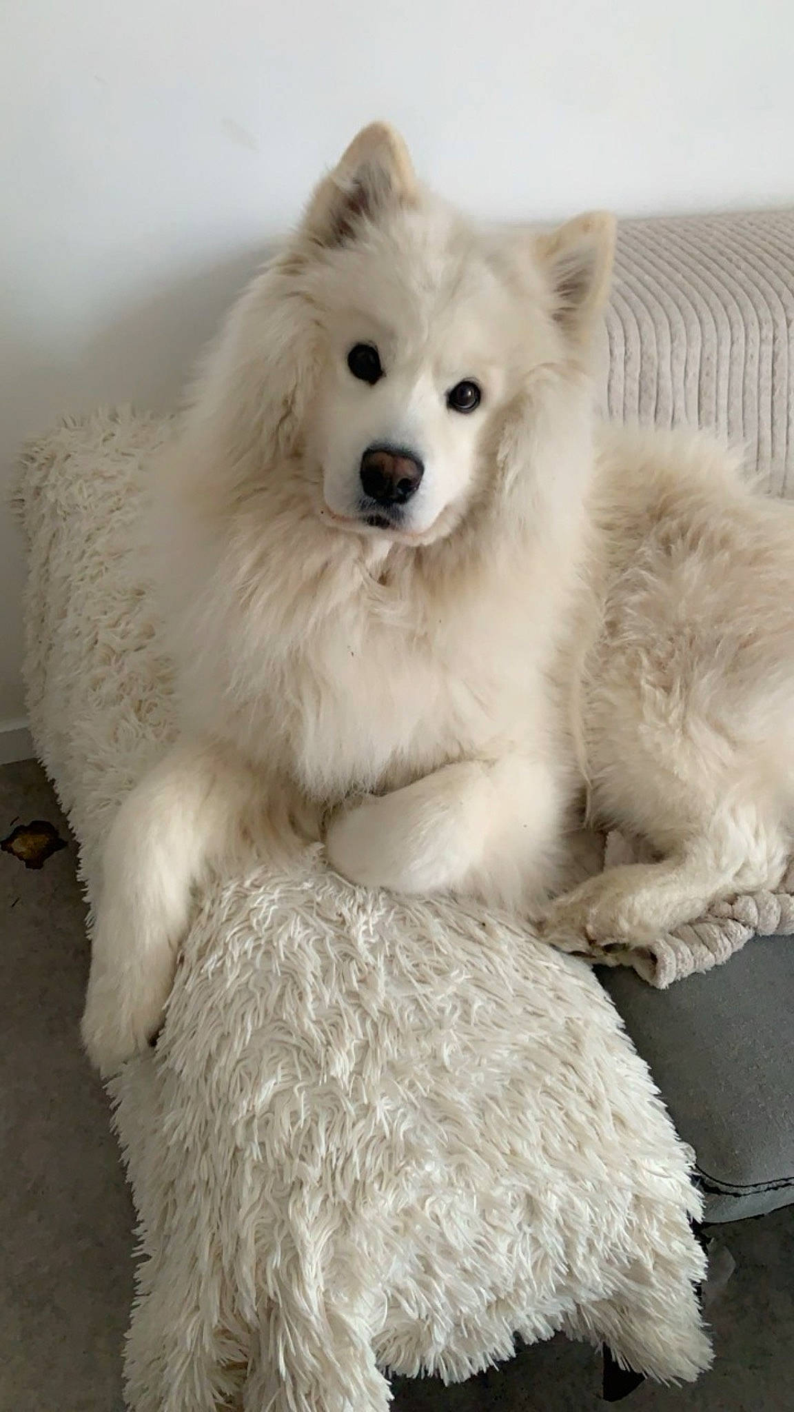 Simba a rejoint le concours — aidez-le/la à gagner de superbes lots ! carnivore, companion_dog, dog, dog_breed, fur, iris, japanese_spitz, non_sporting_group, snout, snow, terrestrial_animal, volpino_italiano, winter, working_animal