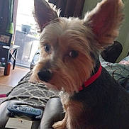 Sonny is registered to the contest to win money with this photo: dog, pet, living_room, couch, remote_control, business_card, ear, fur, collar, window, curtains, furniture, indoor, wood_floor, table, plant, photo_frame, blanket, seat, relaxation