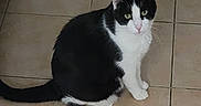 Cookie a rejoint le concours — aidez-le/la à gagner de superbes lots ! cat, black_and_white, sitting, floor, tile_floor, indoor, pet, animal, feline, looking_up, curious, whiskers, ears, tail, domestic_cat, cute, fur, four_legs, eyes, pink_nose