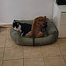 Cookie a rejoint le concours — aidez-le/la à gagner de superbes lots ! cat, dog, pet_bed, tile_floor, white_wall, black_and_white_cat, brown_dog, indoor, animal, resting, cozy, friendship, small_pet_bed, floor_tiles, two_pets, domestic_animals, quiet, home_interior, pet, relaxing