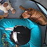 dog, cat, pet_bed, toy, plush_toy, rope_toy, indoor, sleeping, resting, brown_dog, black_and_white_cat, soft_bed, cozy, relaxing, animal, pet, furry, curled_up, companion, enclosure