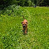 Ghimli participe au concours pour gagner de l'argent avec cette photo : puppy, dog, grass, wildflowers, path, outdoor, nature, greenery, trees, forest, walking, sunny, summer, cute, animal, canine, young, adventure, pets, scenic