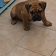 Ghimli a rejoint le concours — aidez-le/la à gagner de superbes lots ! puppy, dog, brown, wrinkles, floor, tile_floor, indoor, pet, young_dog, cute, animal, canine, mirror, reflection, wooden_block, paw, ears, face, sitting, looking